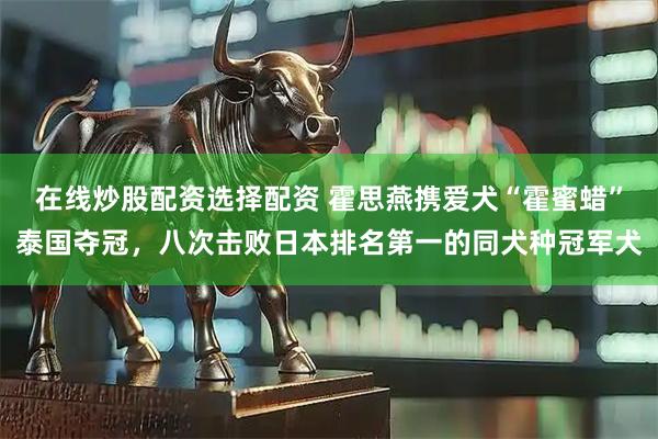 在线炒股配资选择配资 霍思燕携爱犬“霍蜜蜡”泰国夺冠，八次击败日本排名第一的同犬种冠军犬